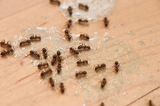 Best Cockroach Control Services  in Speers, PA